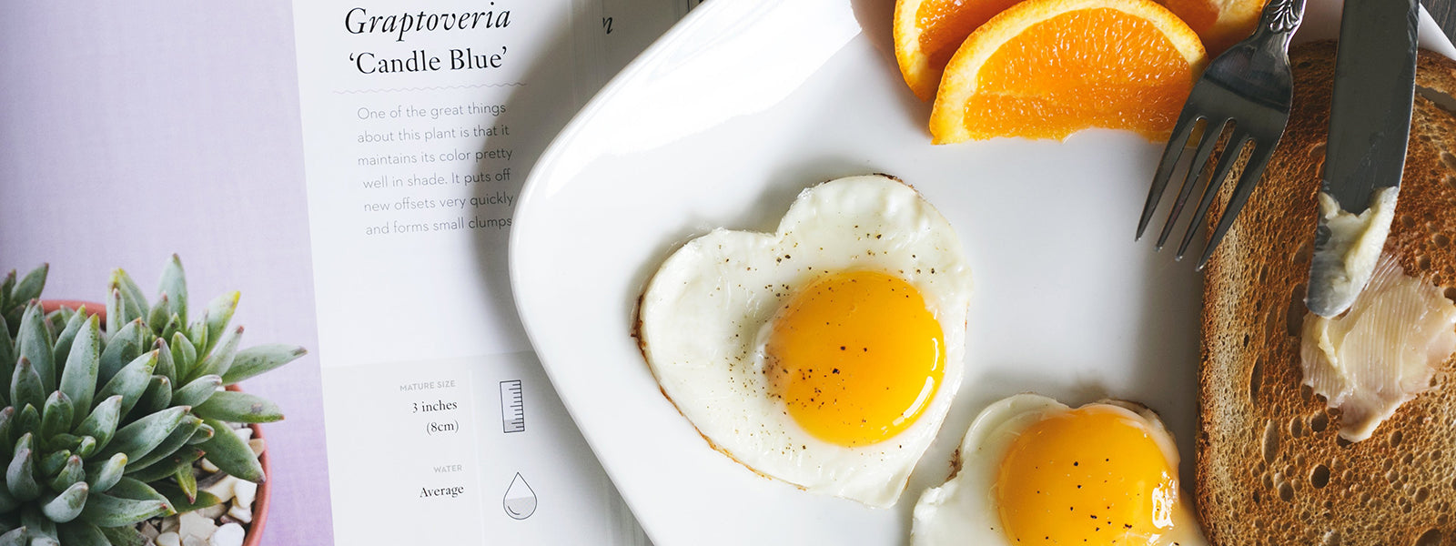 Meal Planning for Healthy Options